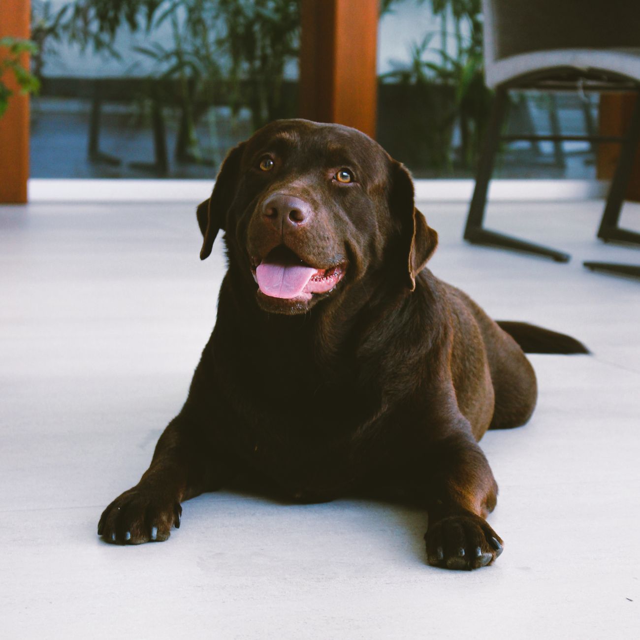 Labrador maro culcat pe o podea albă, cu limba afară, privind spre cameră